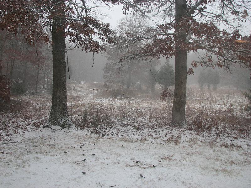 2008-12-20_Snow_Storm 041.jpg